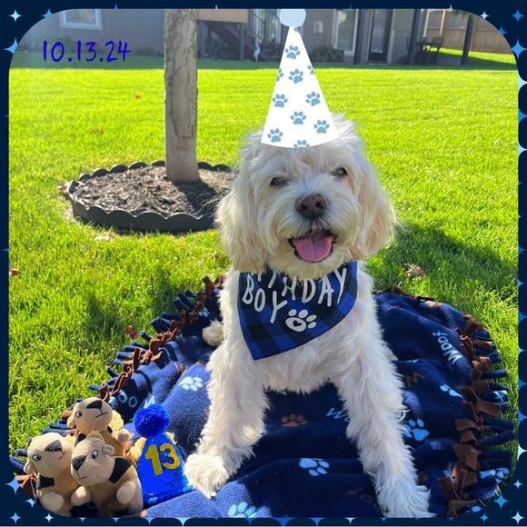 In Loving Memory of my sweet Boy…  💙Charlie - Picture 14 of 16